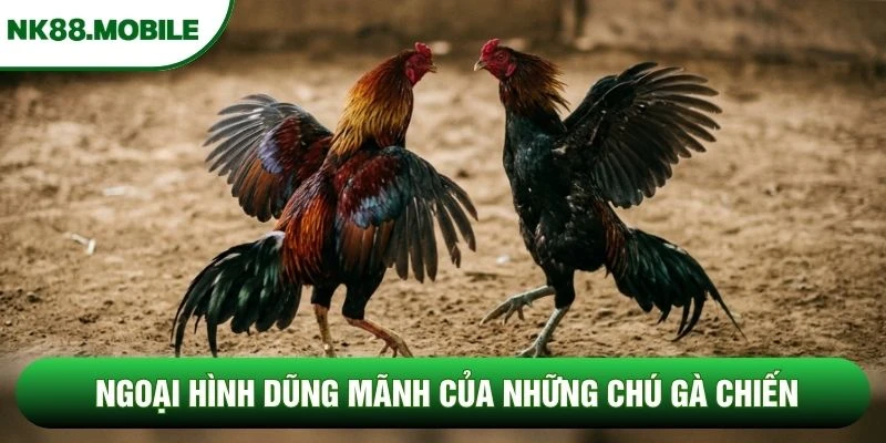 Ngoại hình dũng mãnh của những chú gà chiến Ngoại hình dũng mãnh của những chú gà chiến