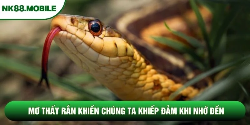 Mơ thấy rắn khiến chúng ta khiếp đảm khi nhớ đến Mơ thấy rắn khiến chúng ta khiếp đảm khi nhớ đến
