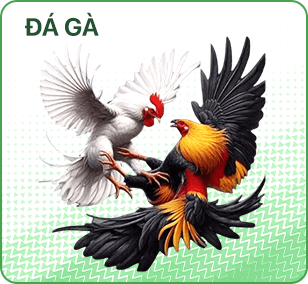 đá gà banner